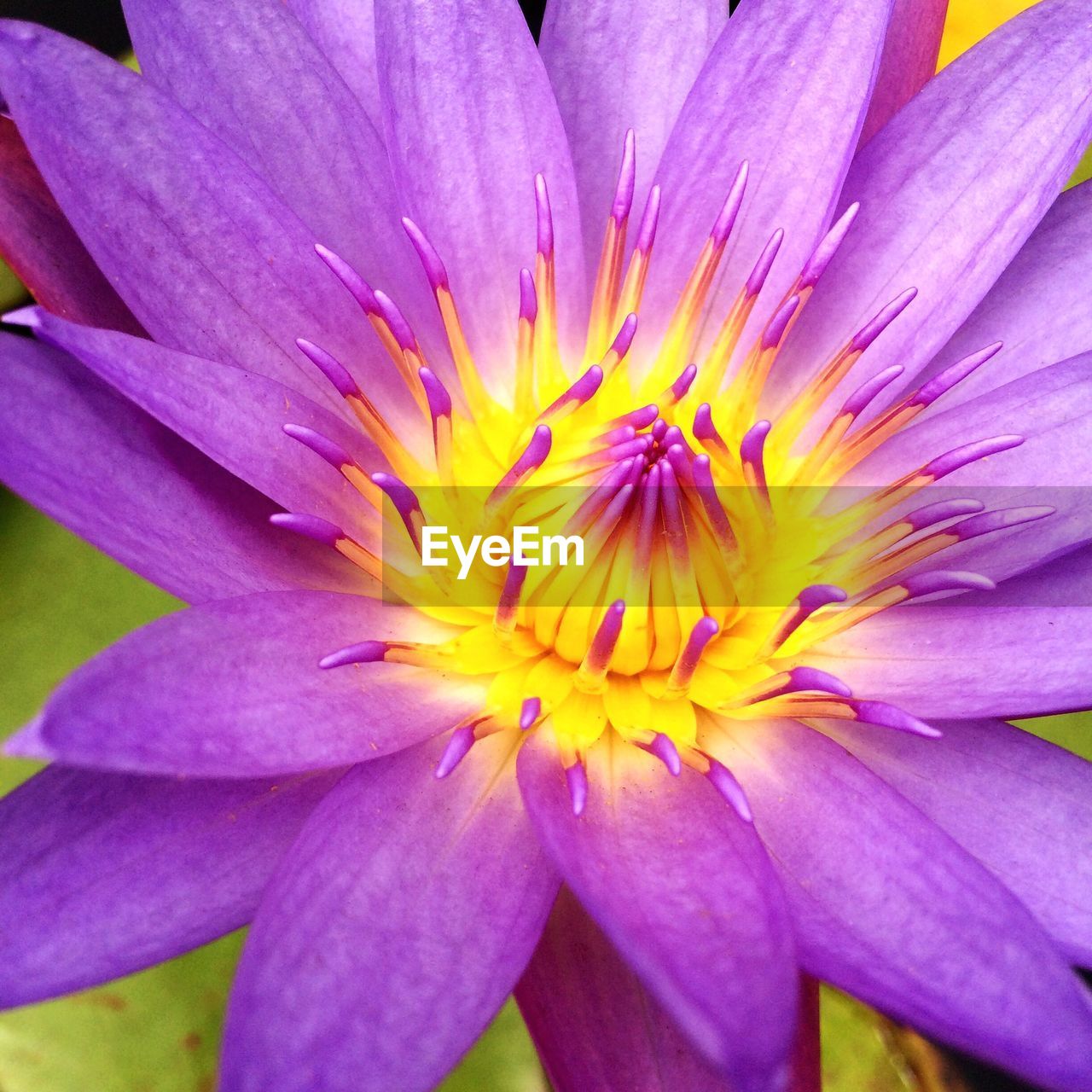 CLOSE-UP OF PINK FLOWERS BLOOMING OUTDOORS