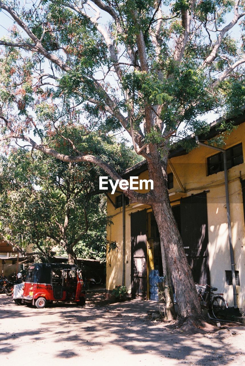 TREES AGAINST BUILDING