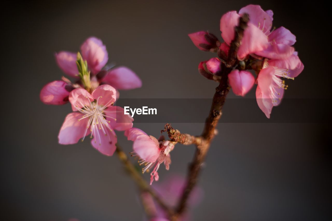 CLOSE-UP OF PINK CHERRY BLOSSOM