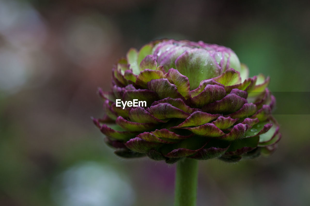 Close-up of purple flower