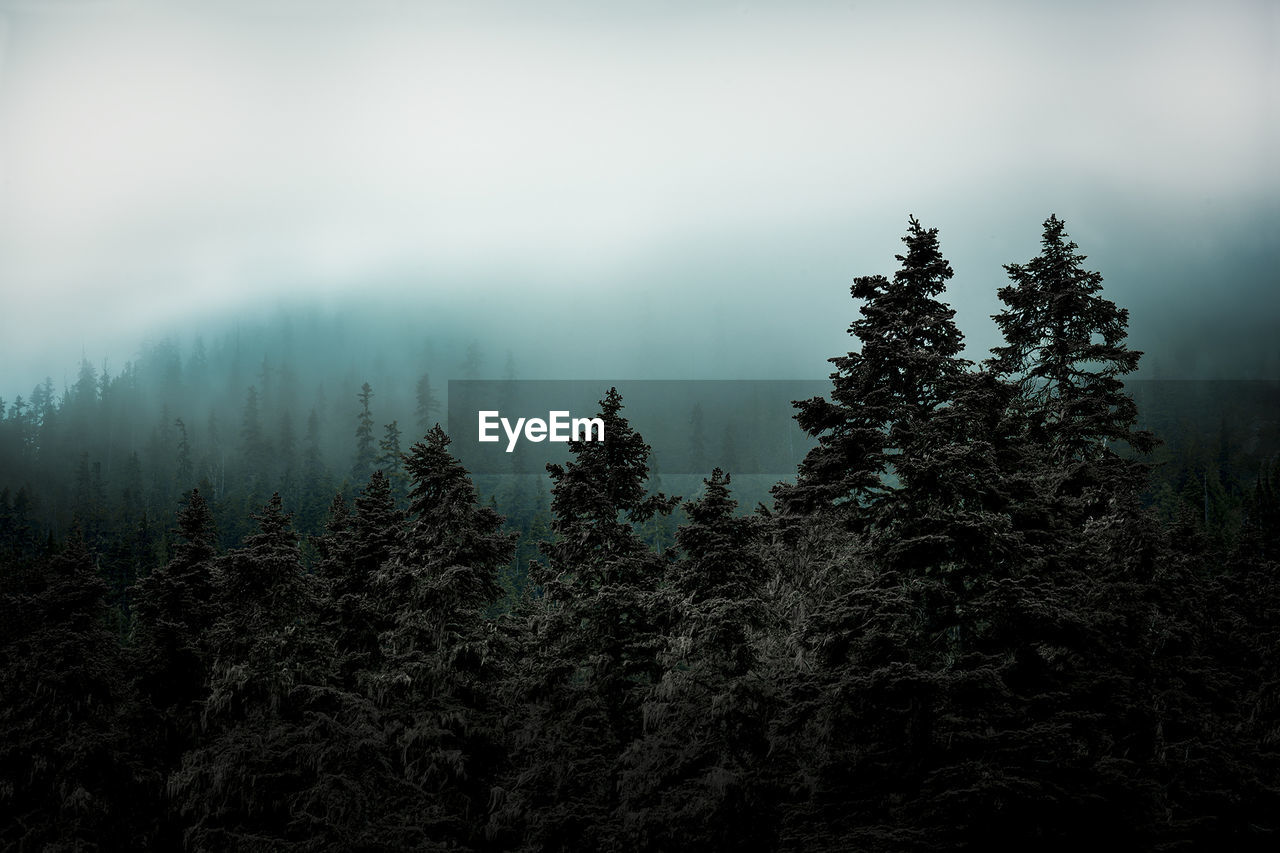 Trees in forest against sky