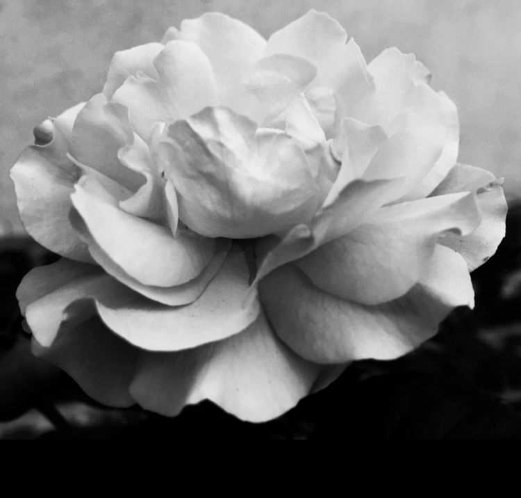 CLOSE-UP OF ROSE BLOOMING IN GARDEN