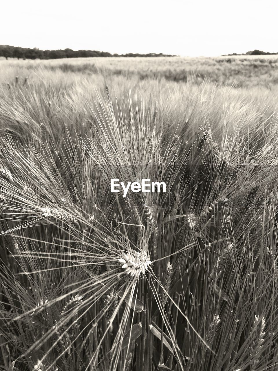 CLOSE-UP OF WHEAT GROWING IN FIELD