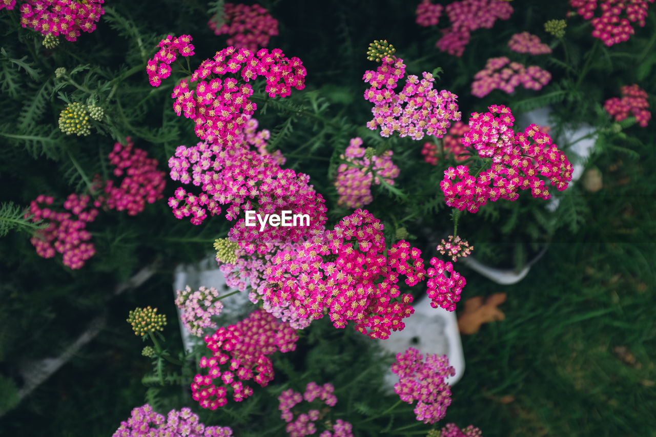 PINK FLOWERS BLOOMING OUTDOORS