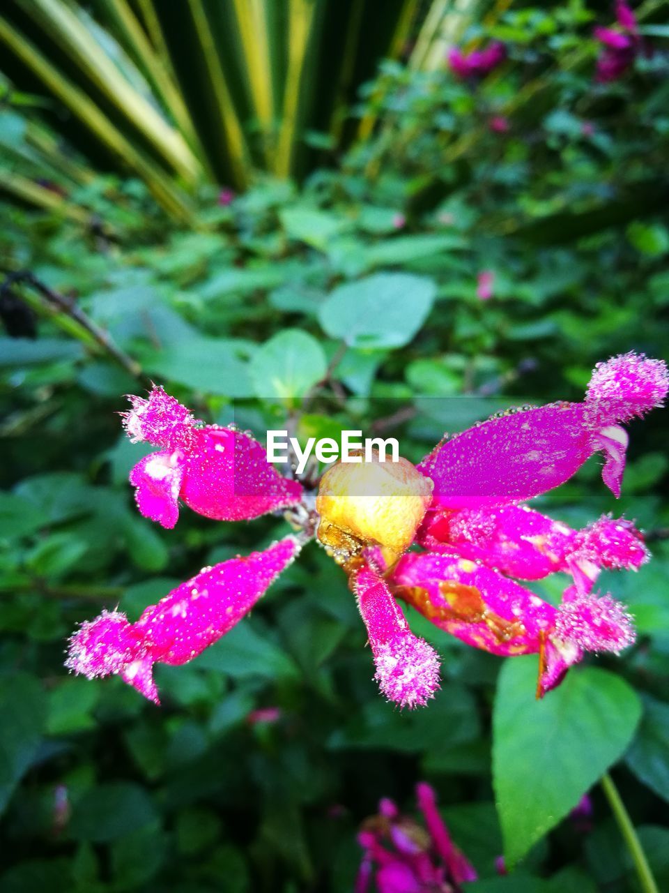 CLOSE-UP OF BUTTERFLY ON PURPLE FLOWER BLOOMING OUTDOORS