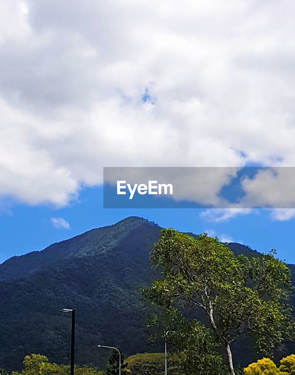 LOW ANGLE VIEW OF TREE AGAINST SKY