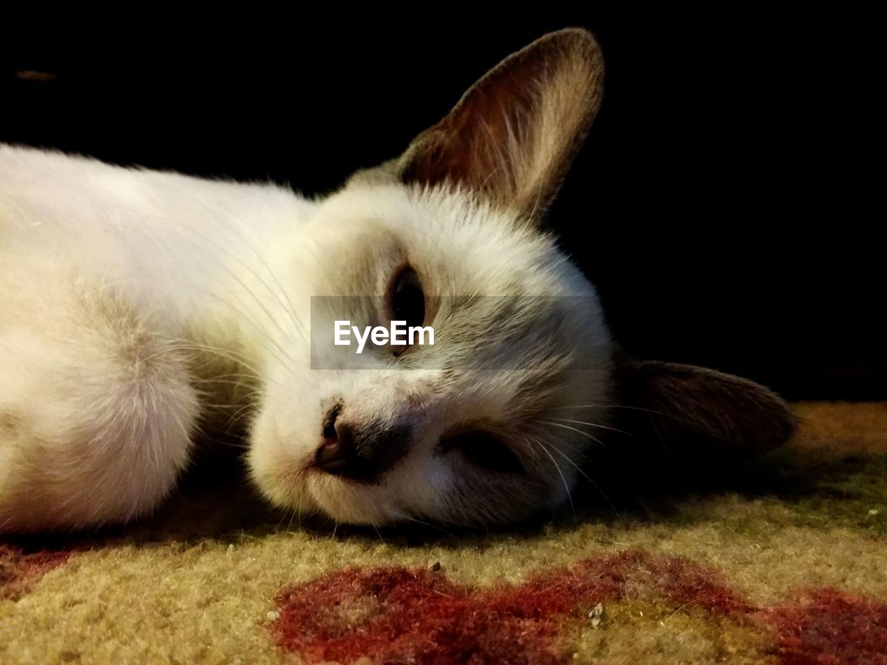 CLOSE-UP OF CAT RESTING