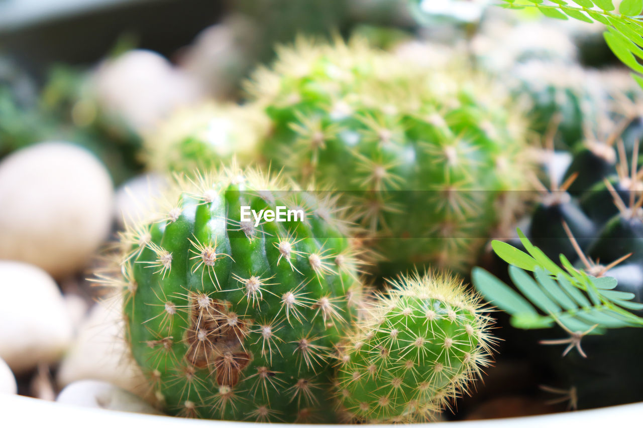 CLOSE-UP OF CACTUS GROWING IN POTTED PLANT