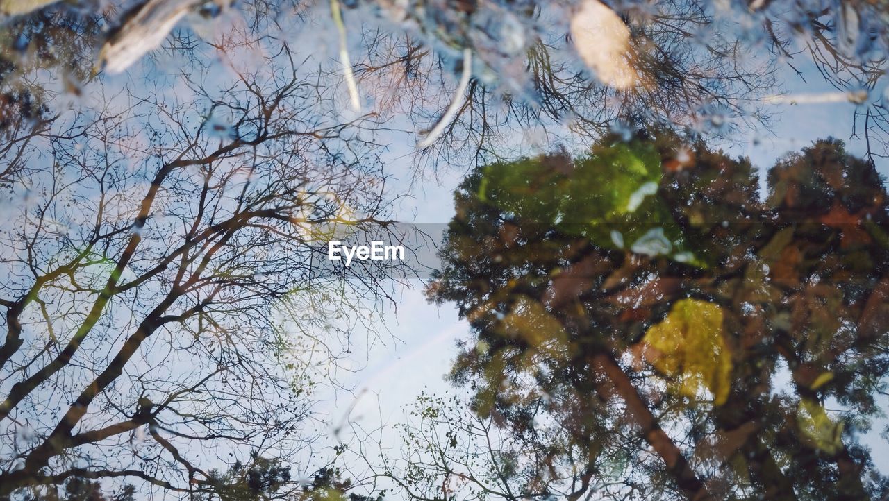 CLOSE-UP OF TREES AGAINST SKY