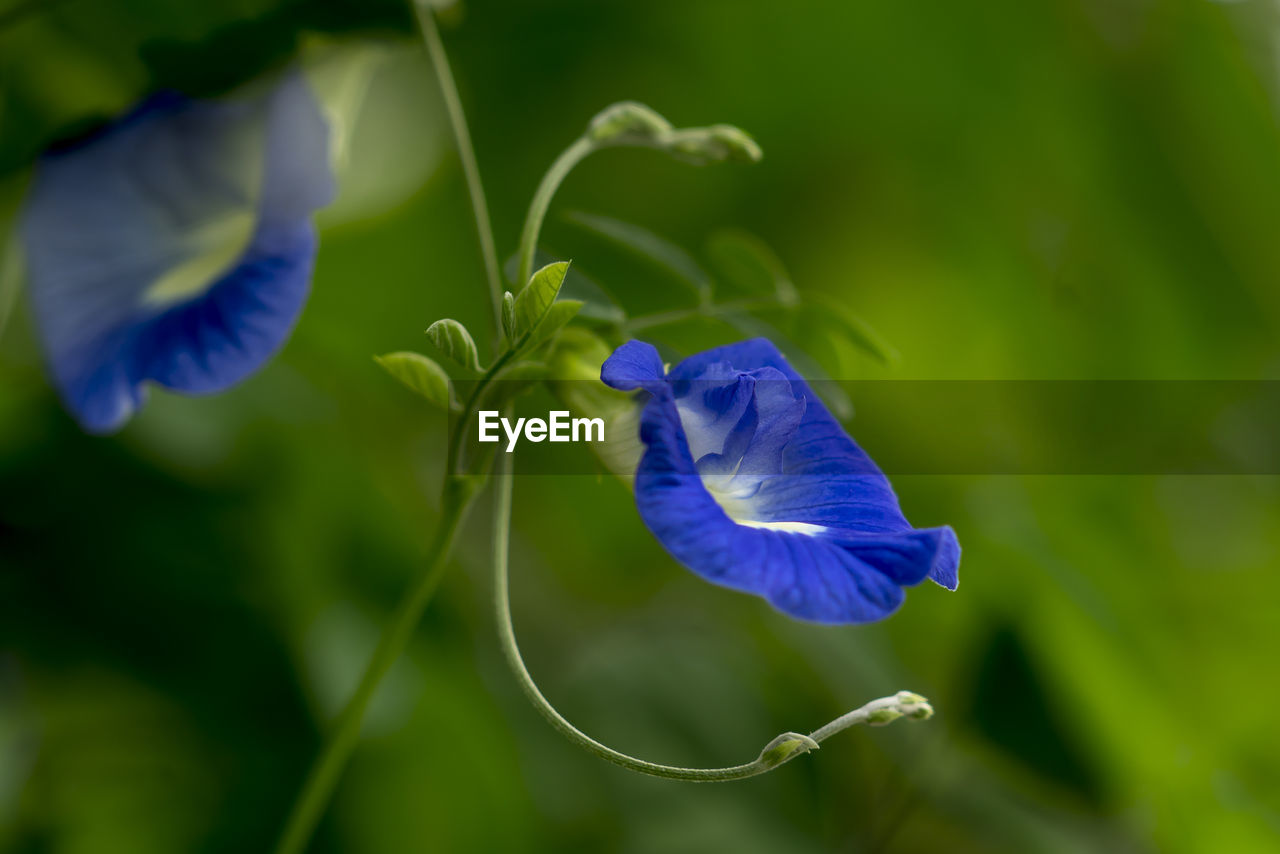 Close-up of purple flower