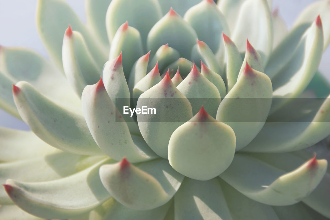 CLOSE UP OF SUCCULENT PLANT