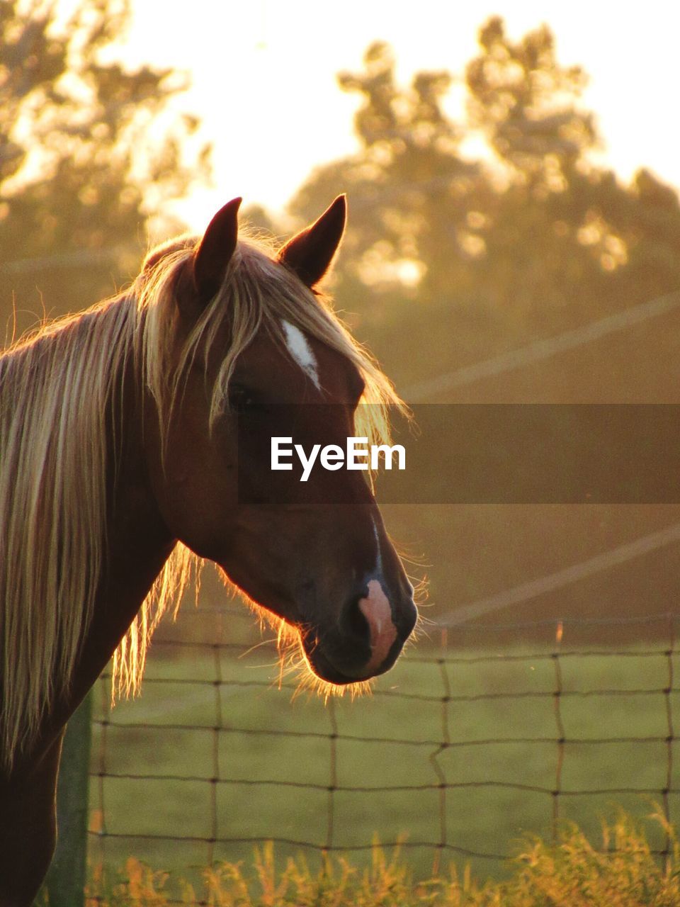 Close-up of horse standing at ranch