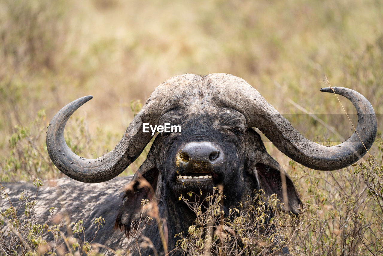 side view of buffalo standing on field