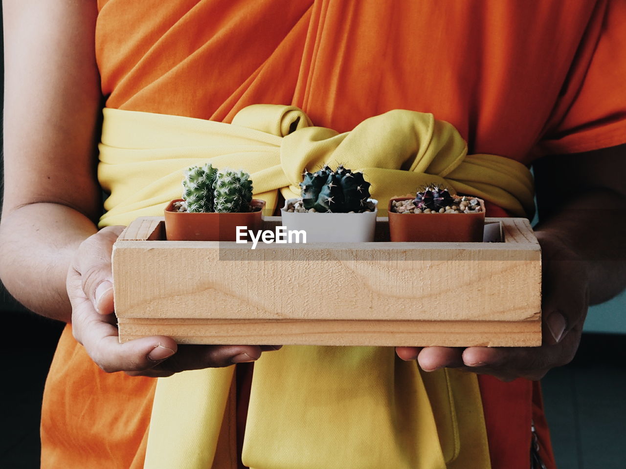 Midsection of monk holding succulent plants on wooden tray