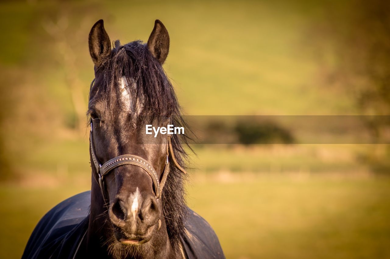 Close-up of horse on field