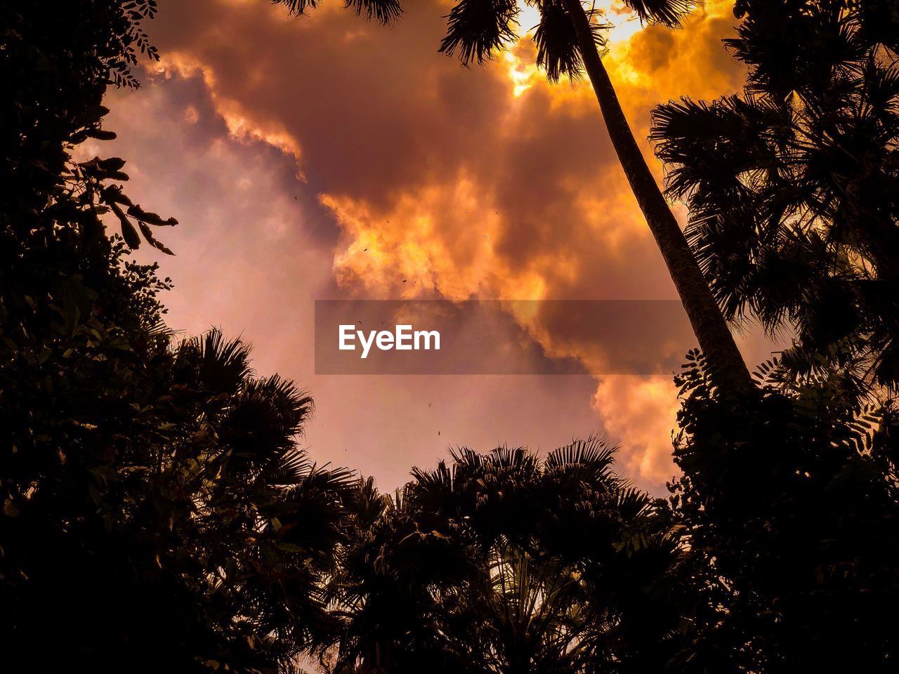 LOW ANGLE VIEW OF SILHOUETTE PALM TREES AGAINST SKY DURING SUNSET