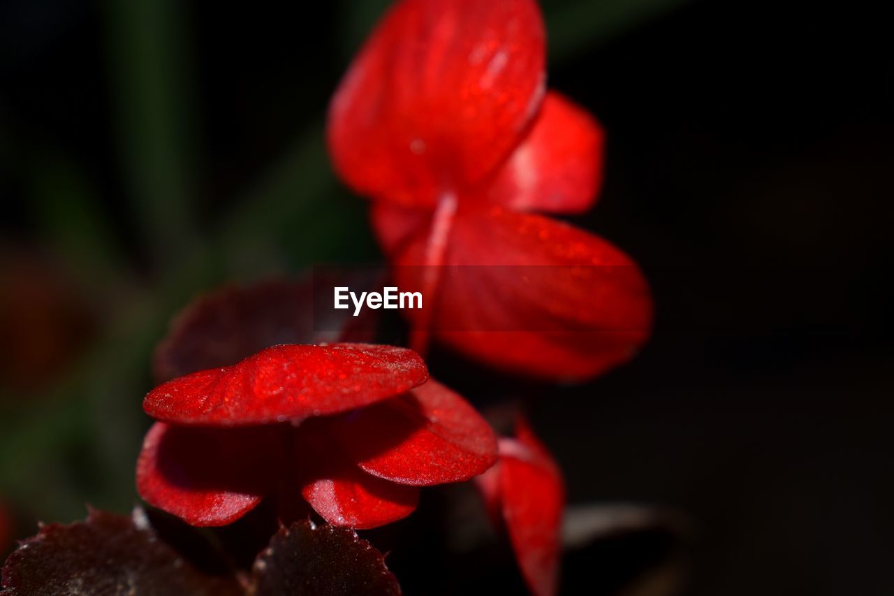 CLOSE-UP OF RED FLOWERS BLOOMING IN BLACK BACKGROUND