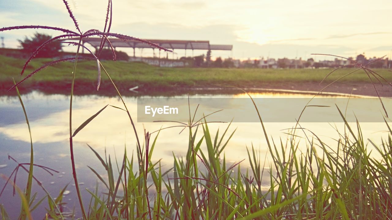 Grass growing by lake against sky during sunset