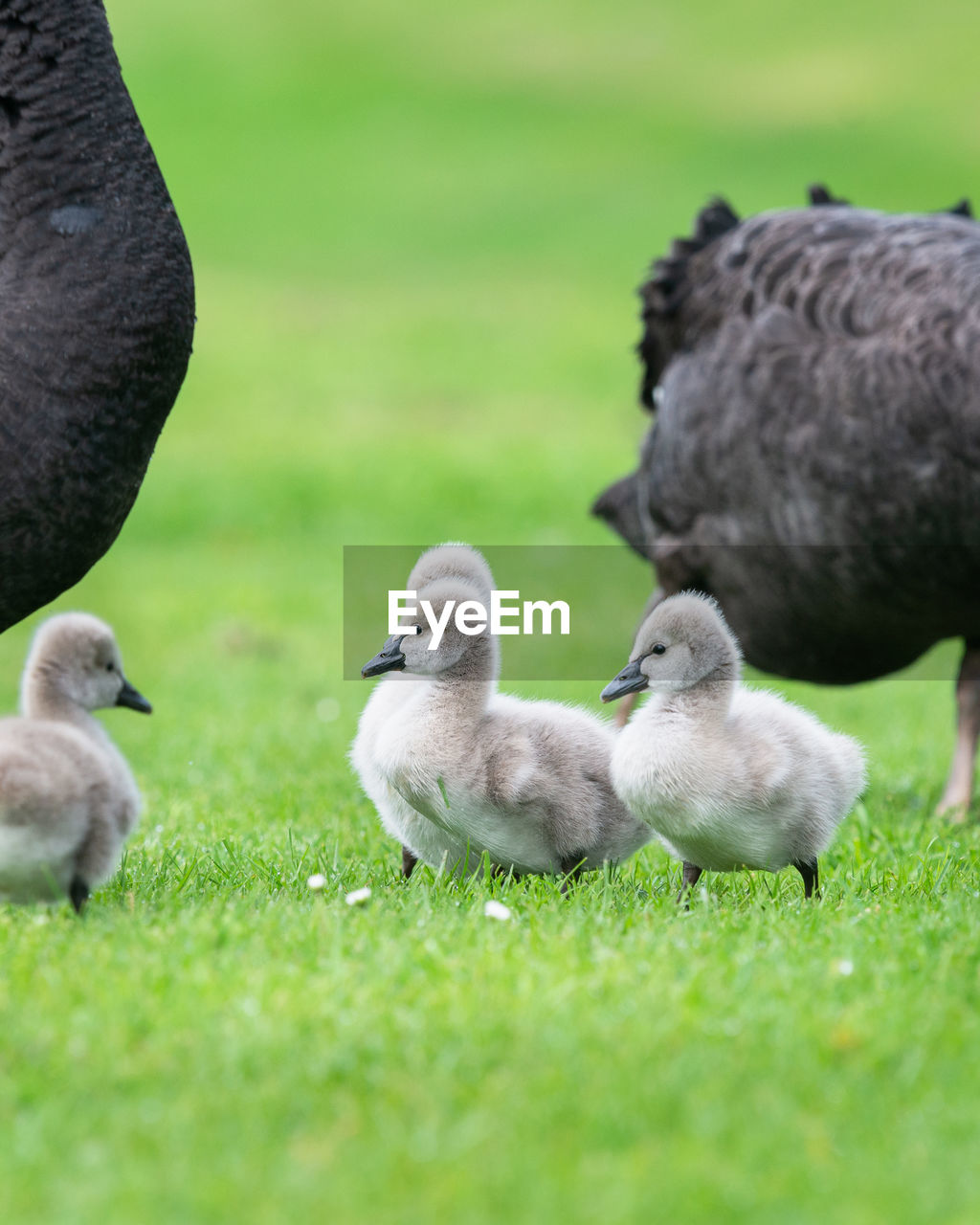 DUCKS ON GRASS