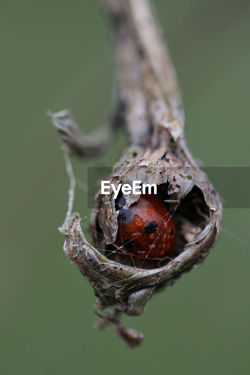 Close-up of ladybird hiding in old plant from cold weather