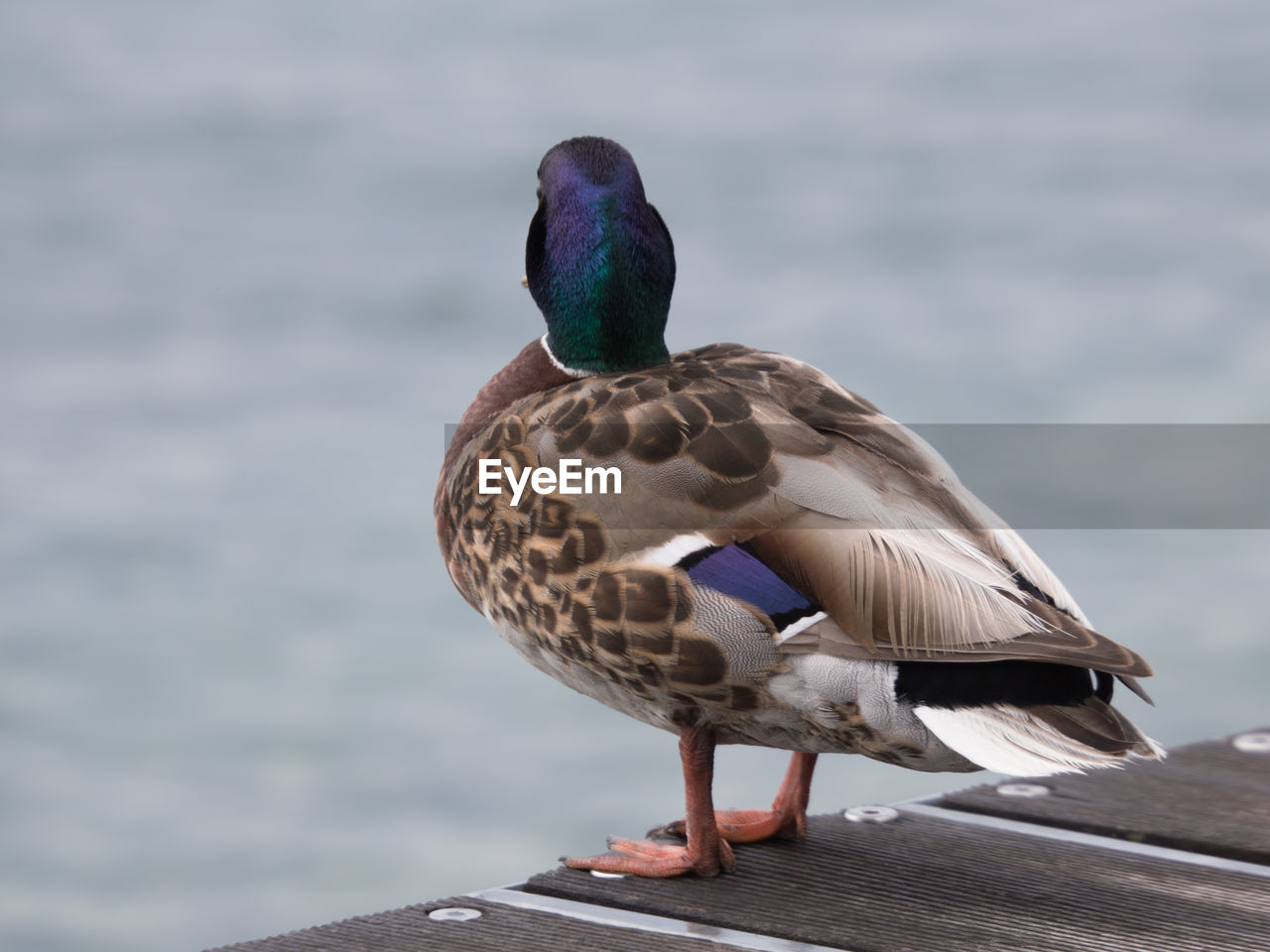 Close-up of bird perching on pier