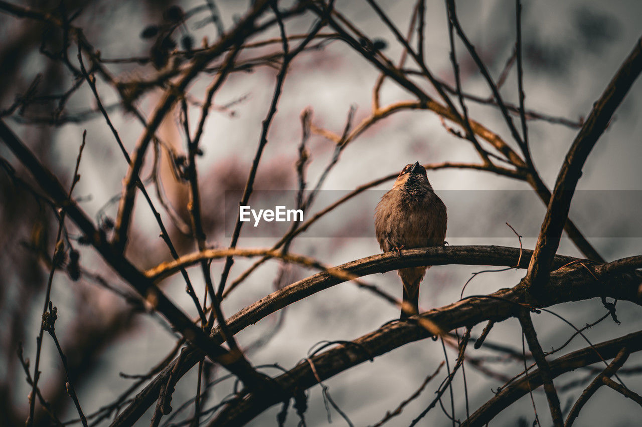 animal, animal wildlife, animal themes, bird, wildlife, nature, branch, tree, perching, one animal, plant, winter, no people, twig, outdoors, beauty in nature, close-up, focus on foreground, bird of prey
