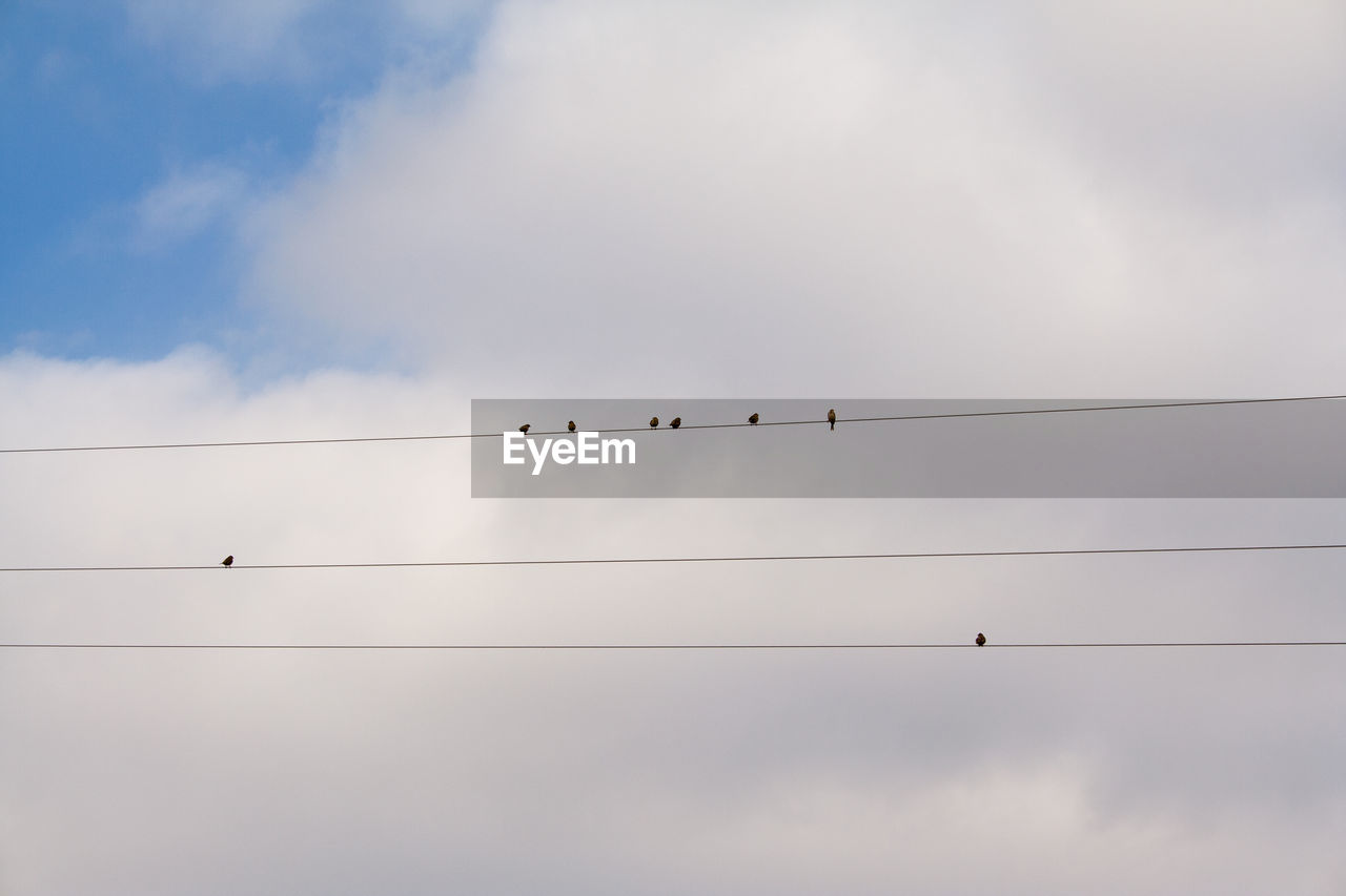 Low angle view of birds perching on power lines against cloudy sky