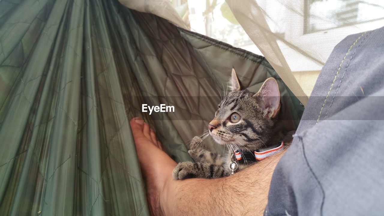 Low section of man relaxing with cat in hammock