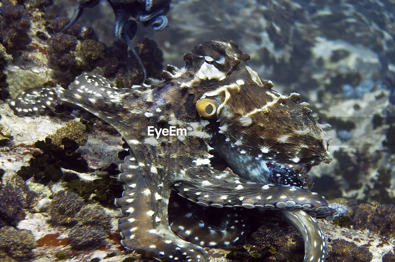 An octopus on a coral reef, after a fight with another octopus. he is still in an indignant state.