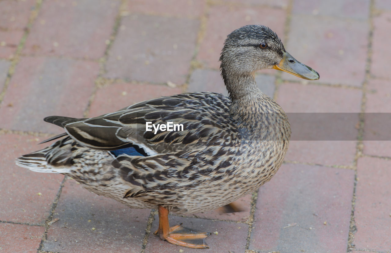 Close-up of duck perching on footpath