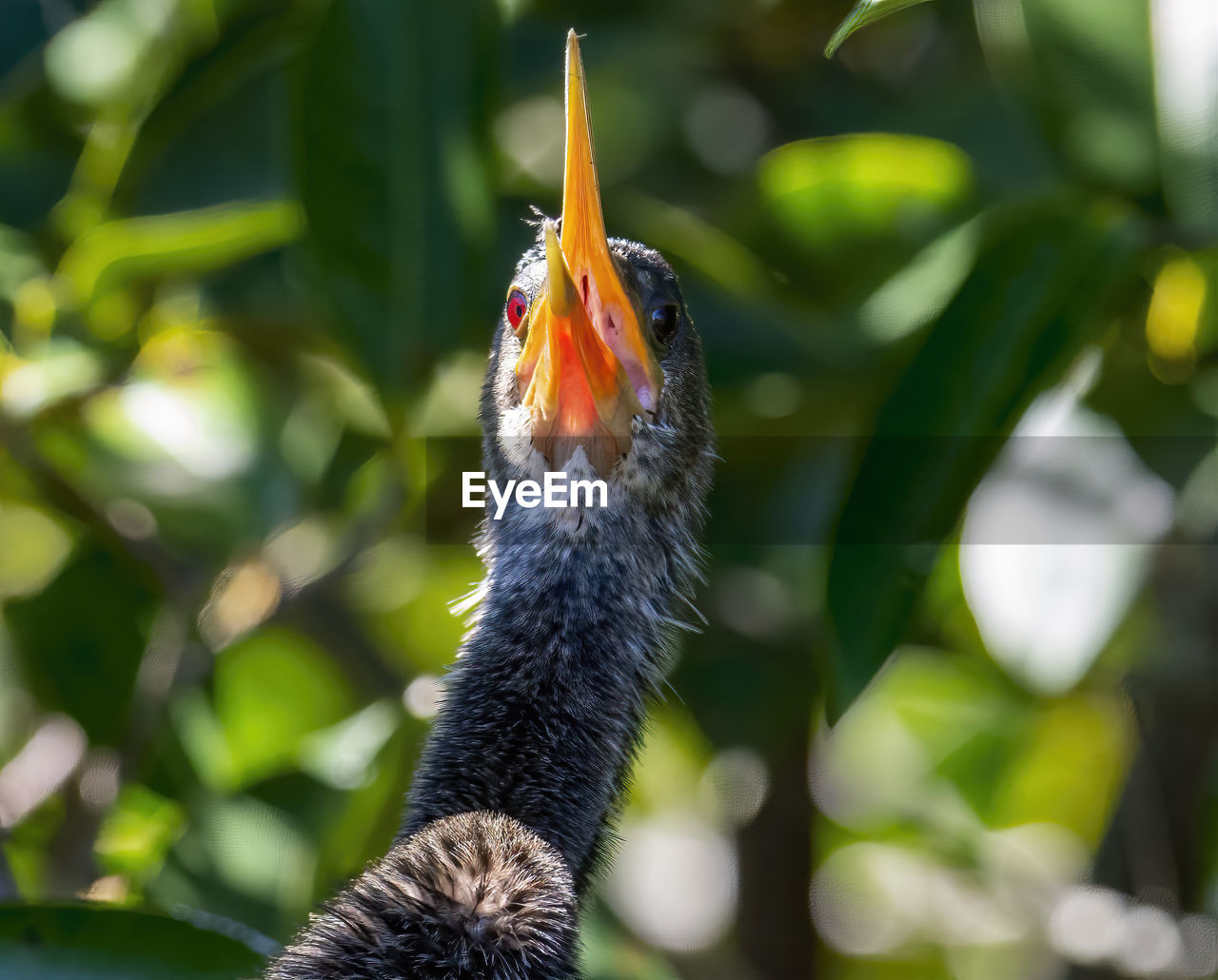 Close-up of an anhinga