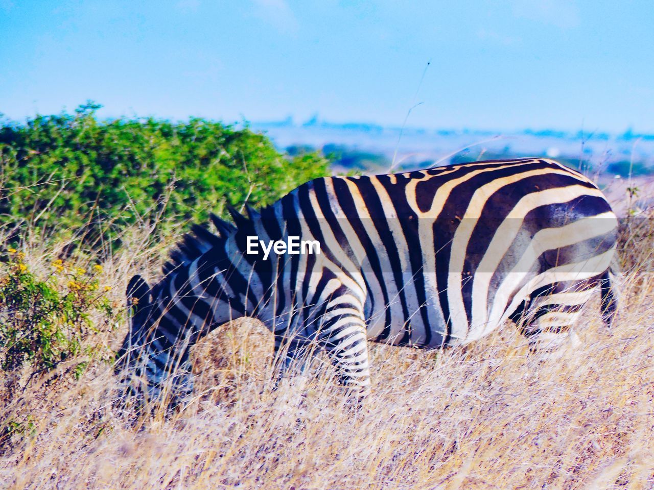 SIDE VIEW OF A ZEBRA
