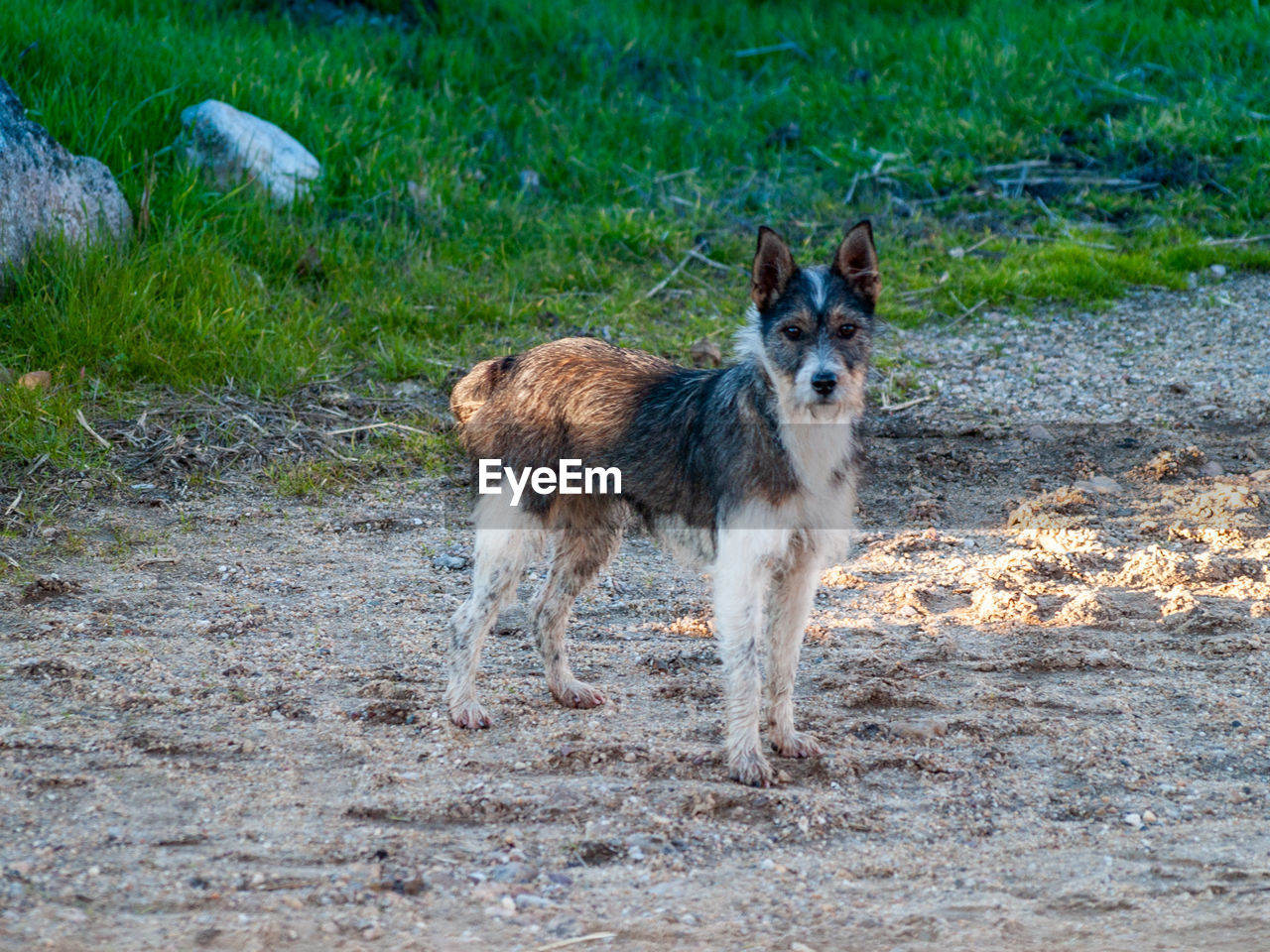 PORTRAIT OF DOG ON FIELD