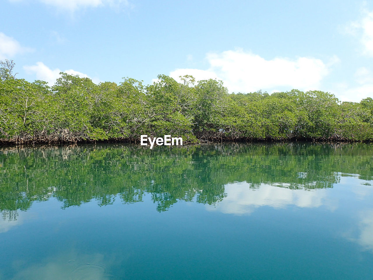 Reflection of trees in lake