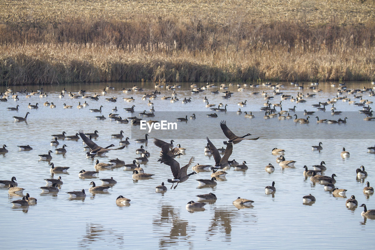 DUCKS ON LAKE