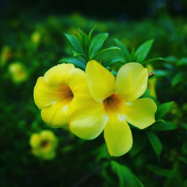 CLOSE-UP OF YELLOW FLOWERS BLOOMING