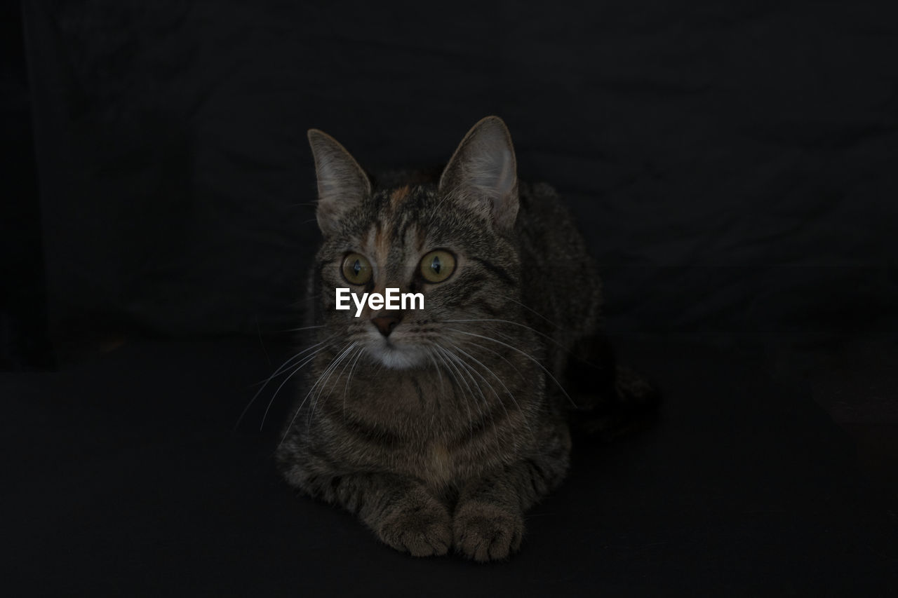 Portrait of tabby cat against black background