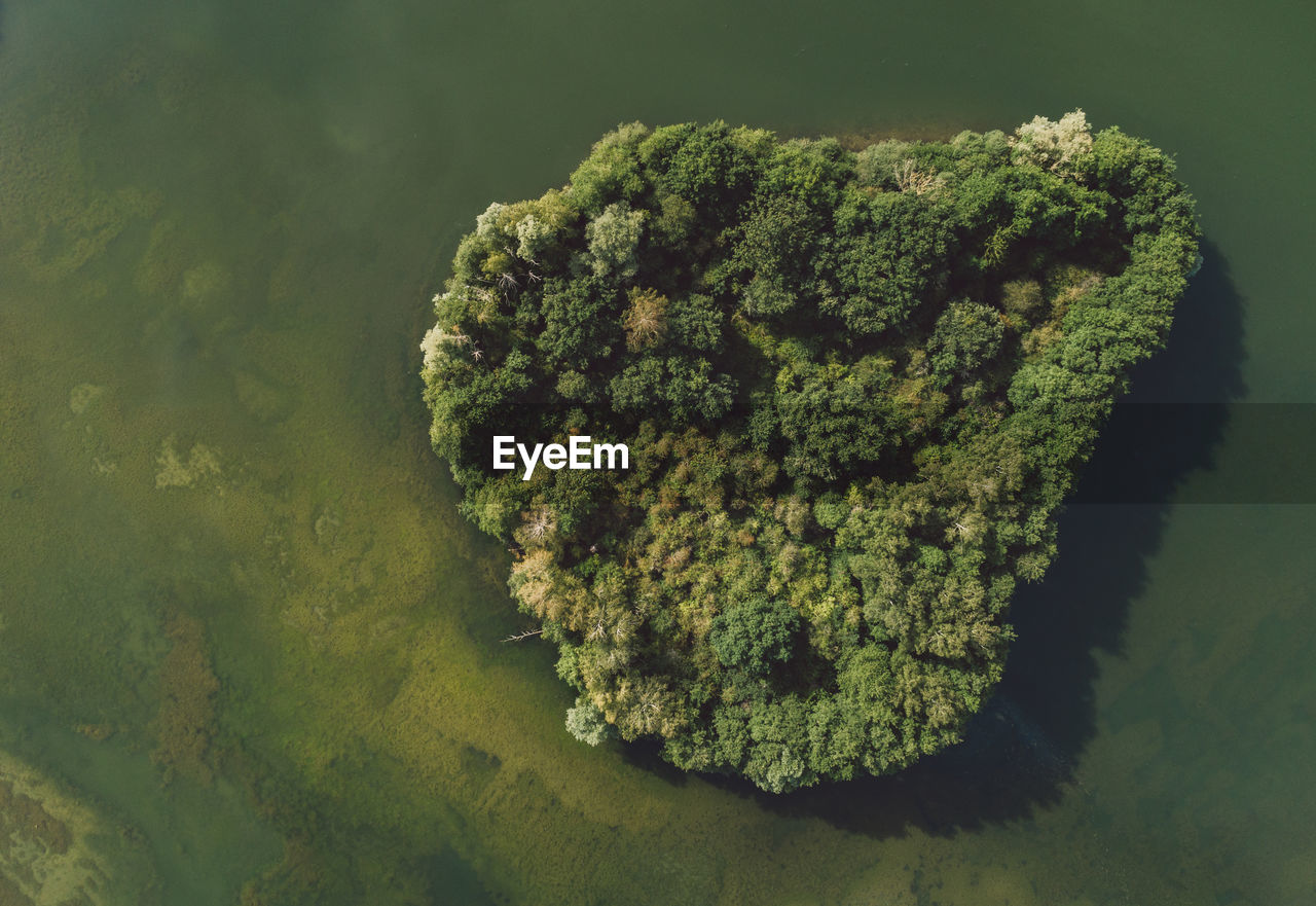 Directly above aerial shot of trees surrounded by lake