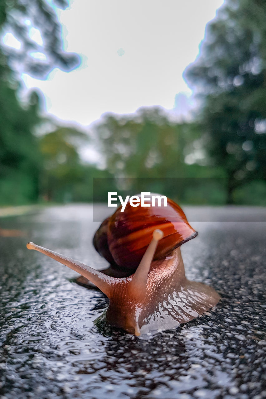 Close-up of snail on a wet road