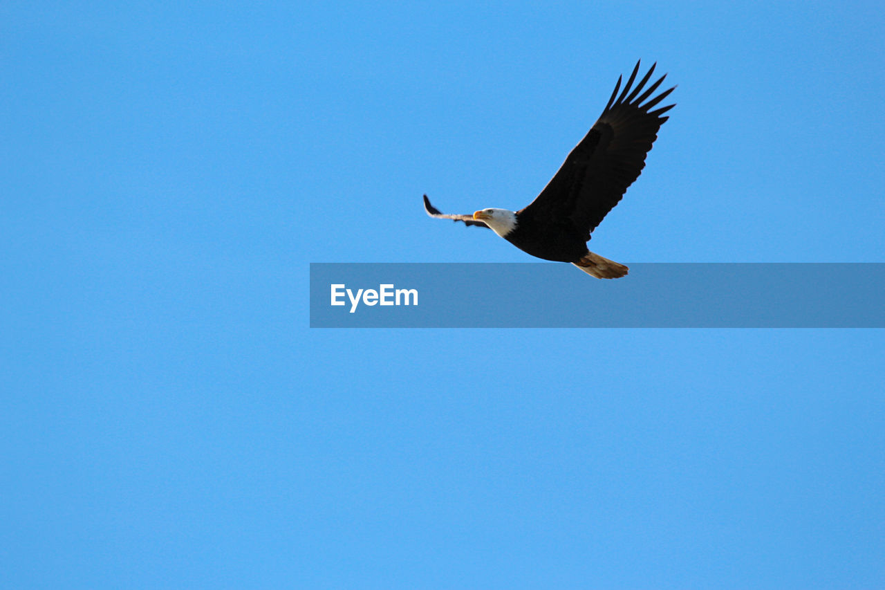 LOW ANGLE VIEW OF A BIRD FLYING