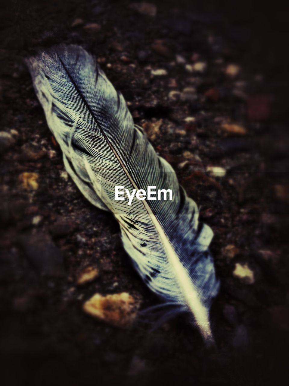 Close-up of feather on the ground