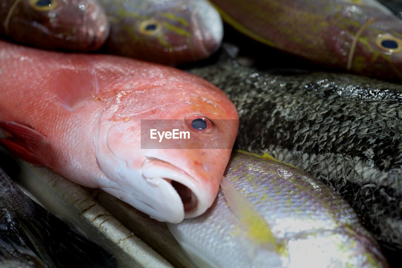 Close-up of fish for sale in market