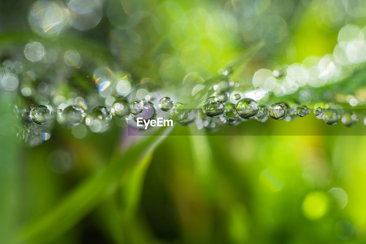 CLOSE-UP OF WATER DROPS ON PLANTS