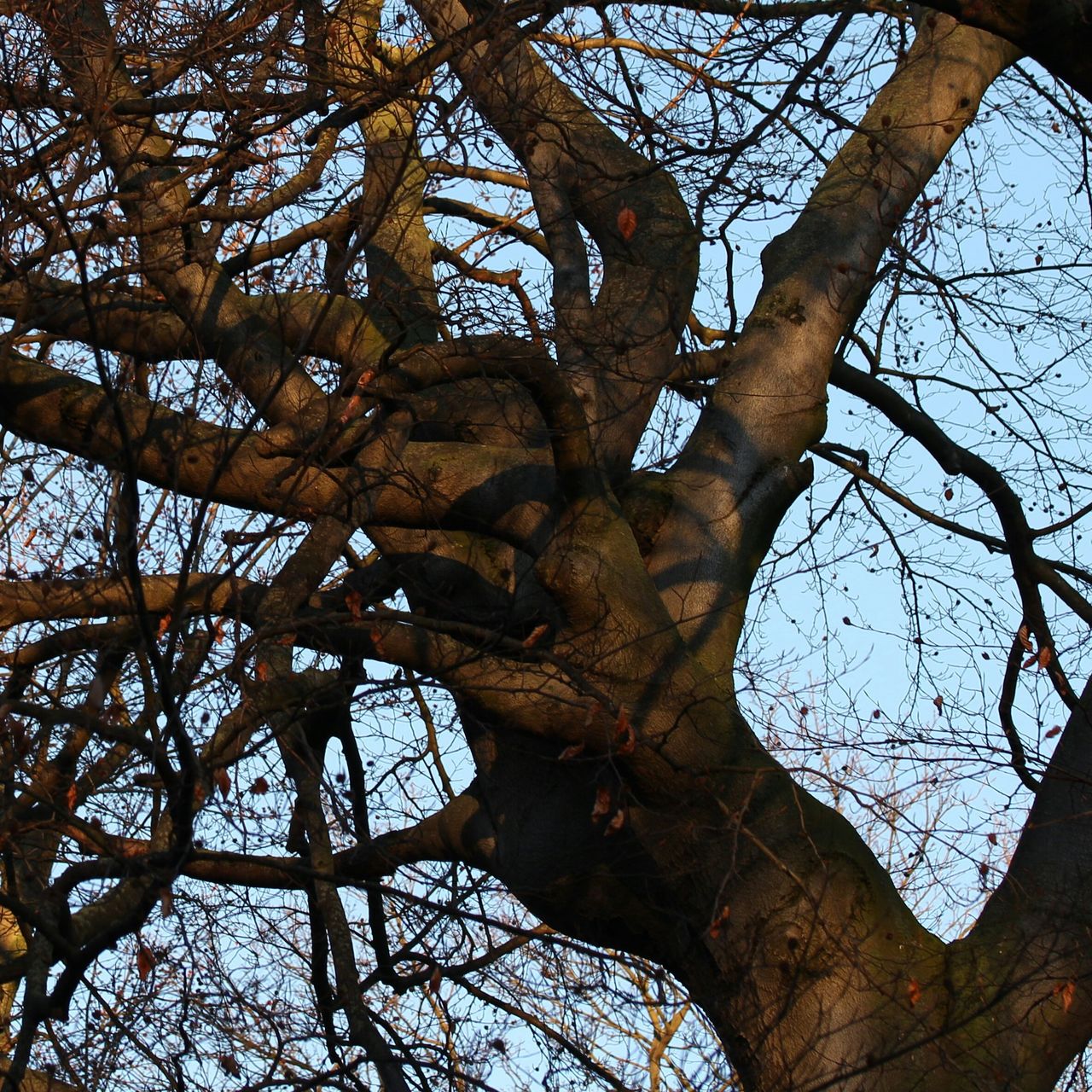 LOW ANGLE VIEW OF BARE TREES AGAINST SKY