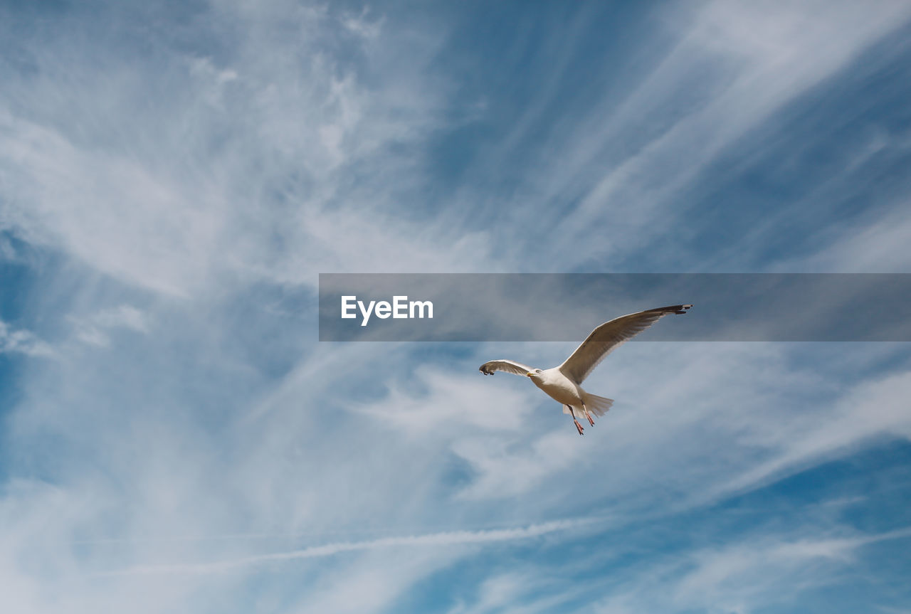 Low angle view of seagull flying against sky