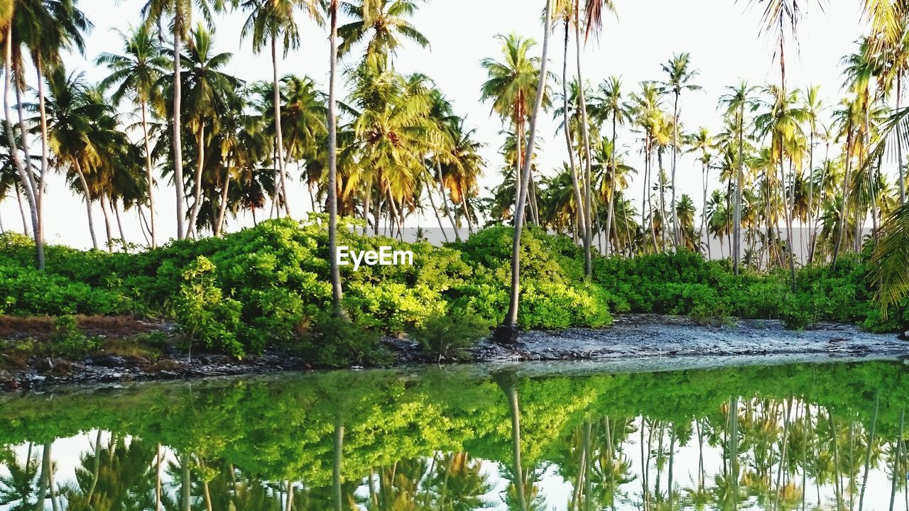 River by coconut palm trees against clear sky