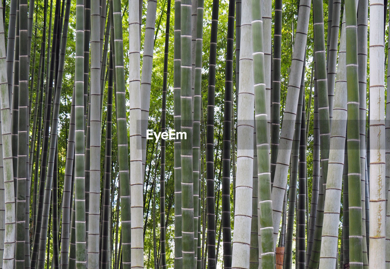 Full length of bamboo grove