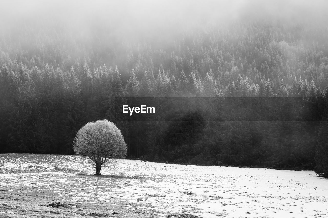 Abstract black and white landscape with fog in the forest on the rodnei mountains