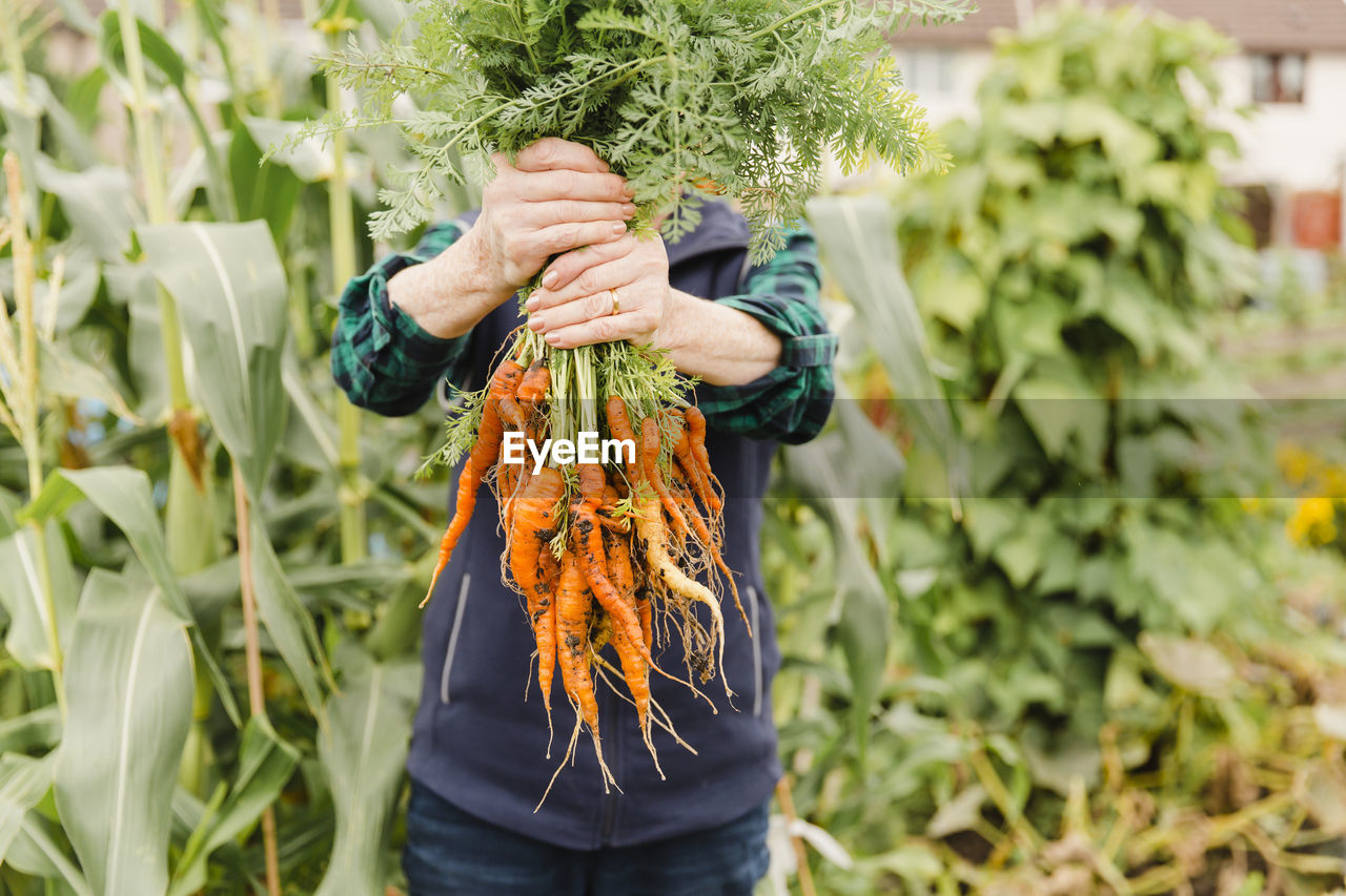 Unrecognizable senior woman holding bunch of harvested carrots