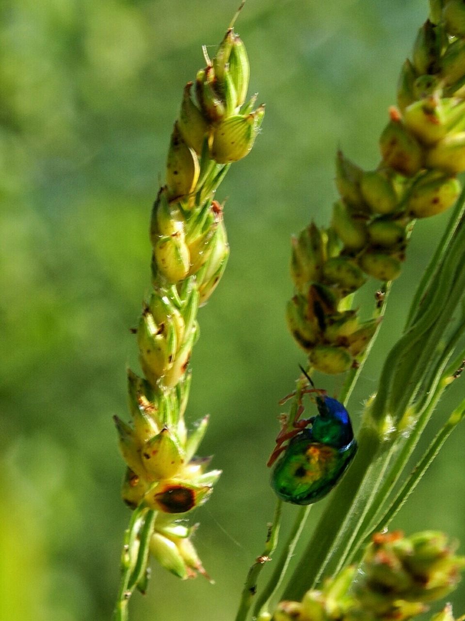 Close-up of beetle on plant